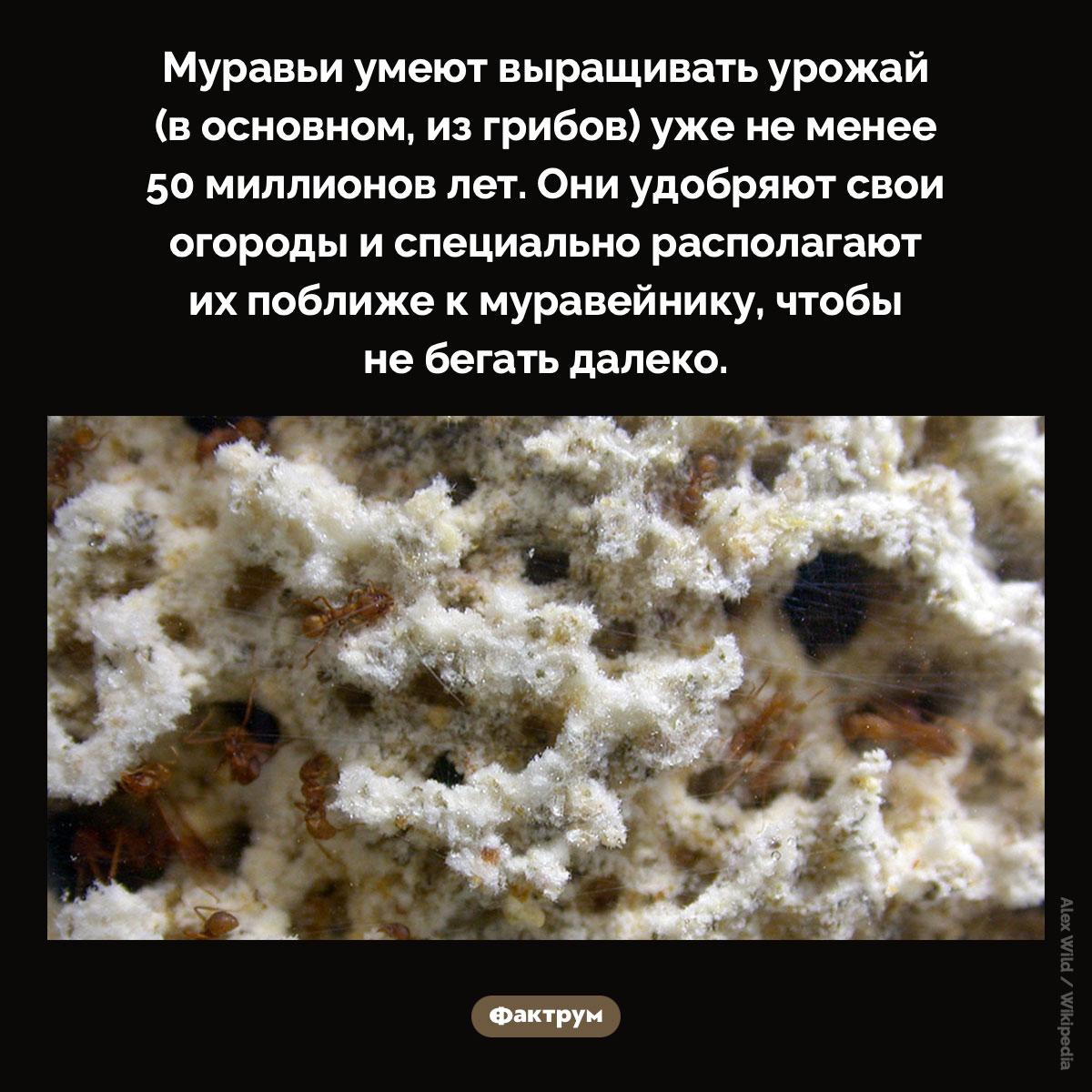 Муравьи имеют огороды - похожая новость на Toplenta