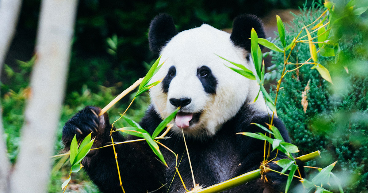 Панды любят купаться в конском навозе - похожая новость на Toplenta