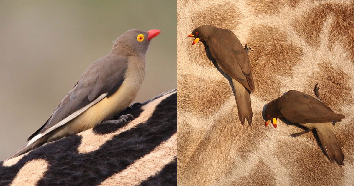 Буйволовые скворцы обитают на крупных травоядных животных - свежие новости на Toplenta по теме Все факты