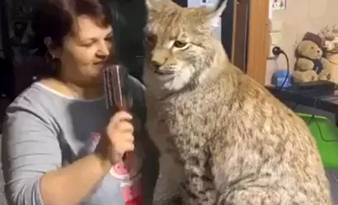 Женщина из Сибири приютила настоящую рысь и воспитывает ее как кошку - похожая новость на Toplenta