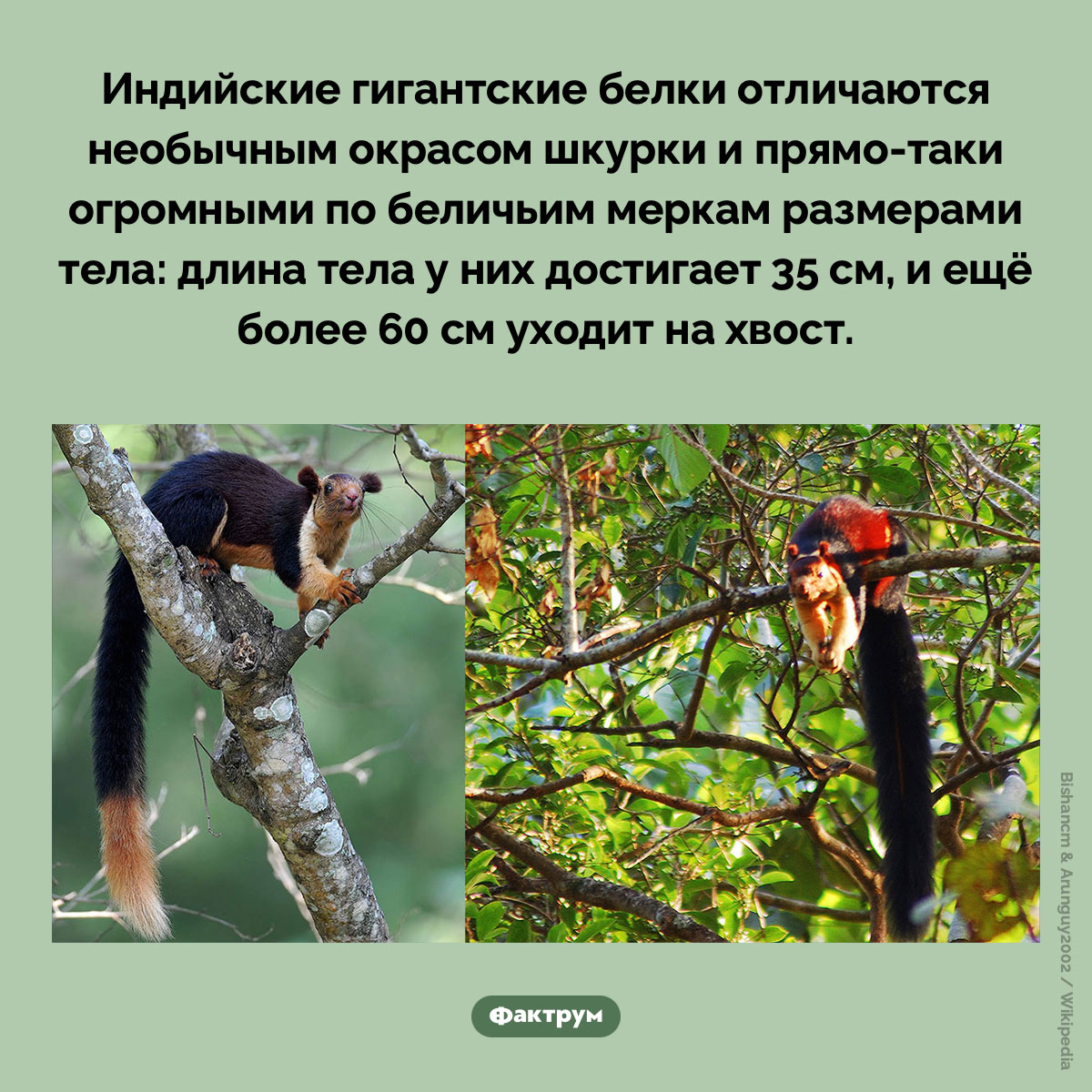 В Индии живут огромные белки - похожая новость на Toplenta