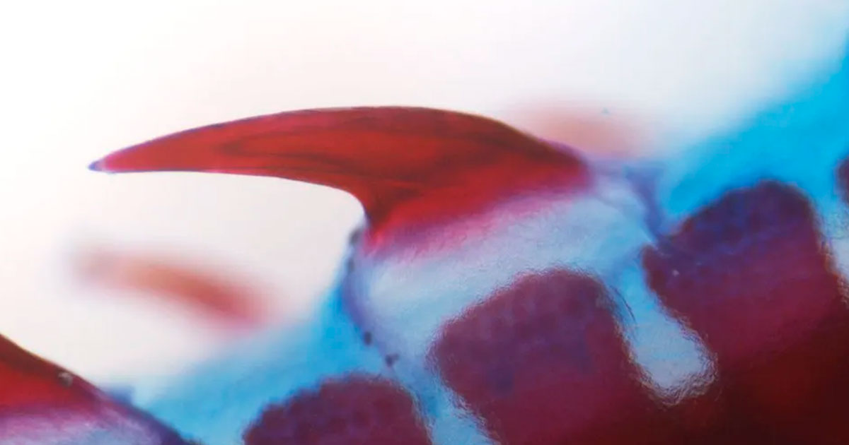 Зубы — это эволюционировавшая чешуя - свежие новости на Toplenta по теме Наук