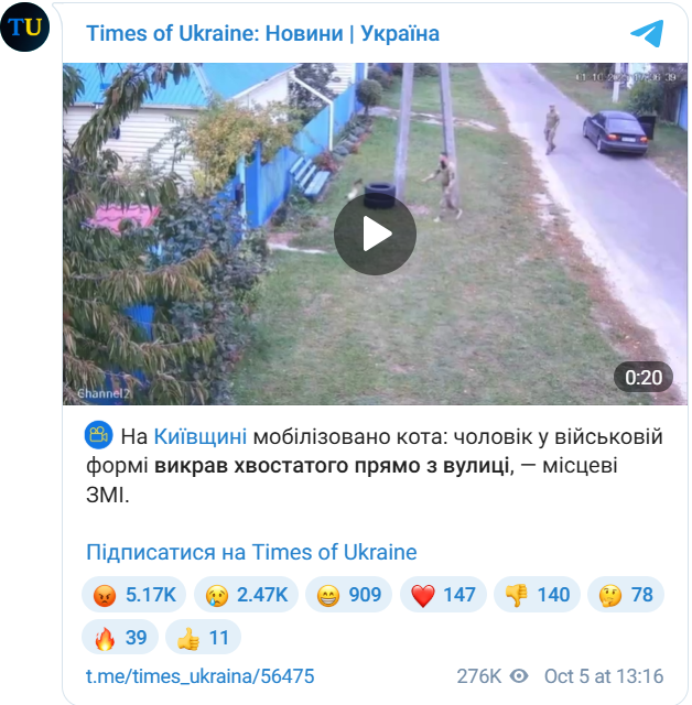 Котобусификация... - свежие новости на Toplenta