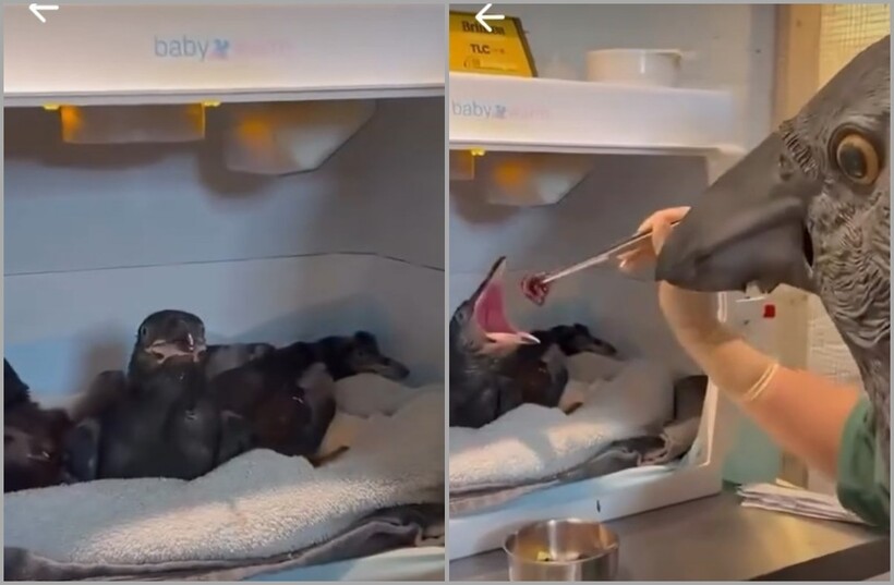 Видео: для чего ветеринары надевают птичьи маски во время кормления птенцов - свежие новости на Toplenta по теме iv