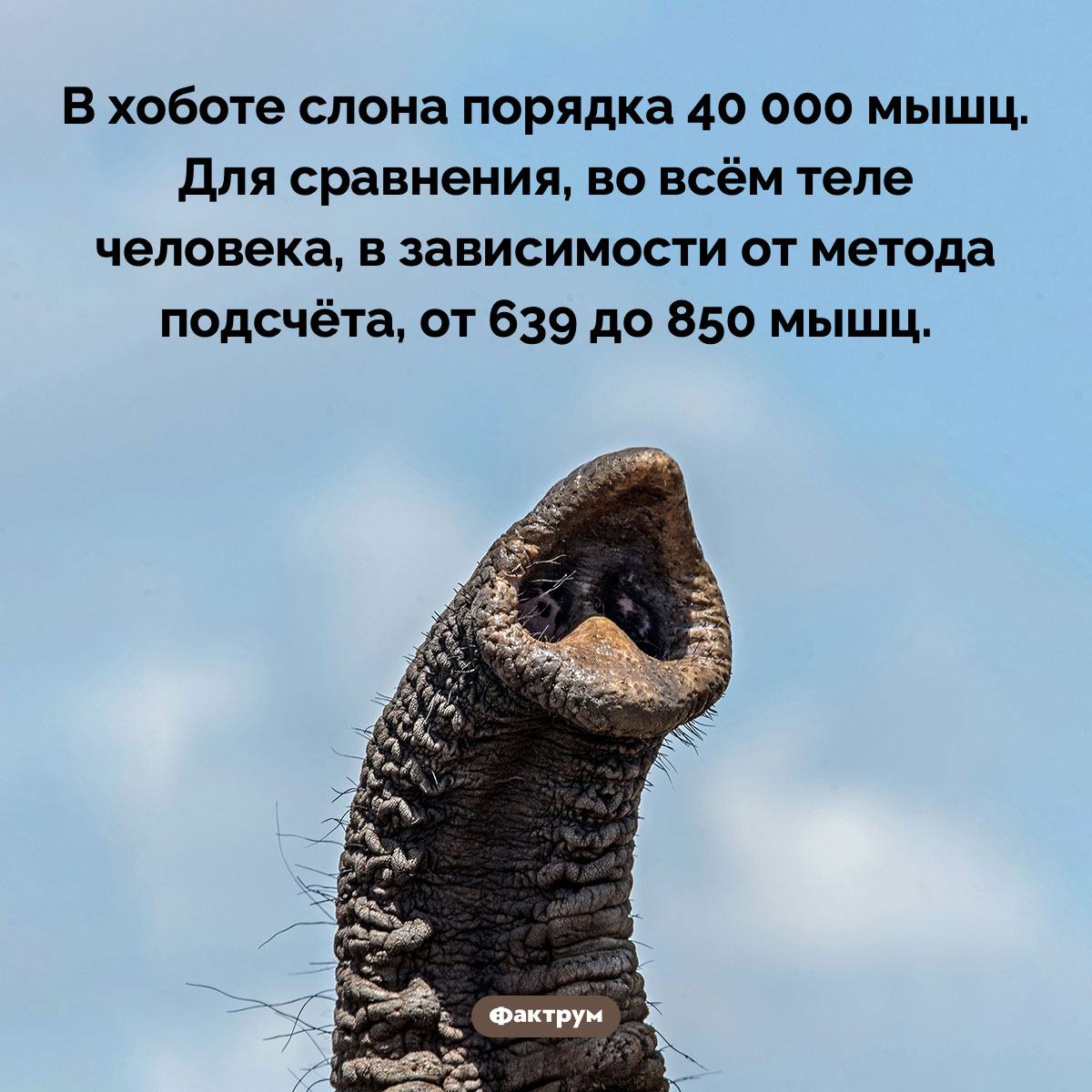Сколько мышц в хоботе у слона - свежие новости на Toplenta