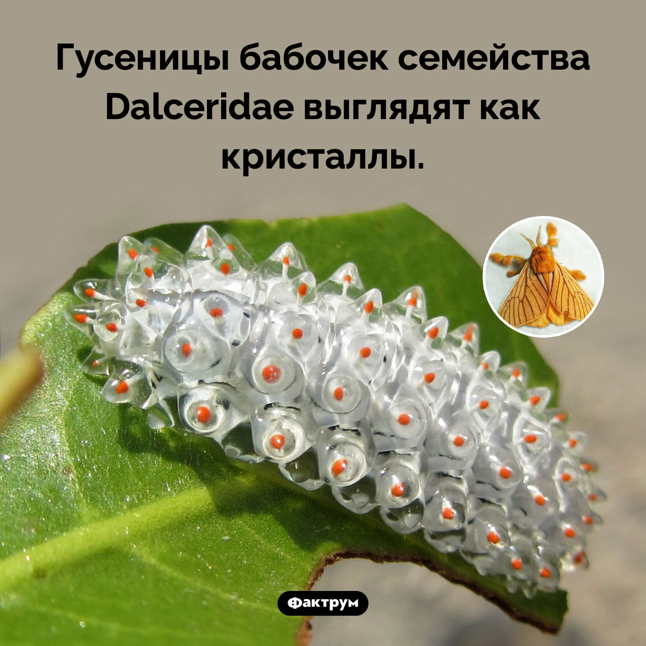Гусеница-кристалл - свежие новости на Toplenta
