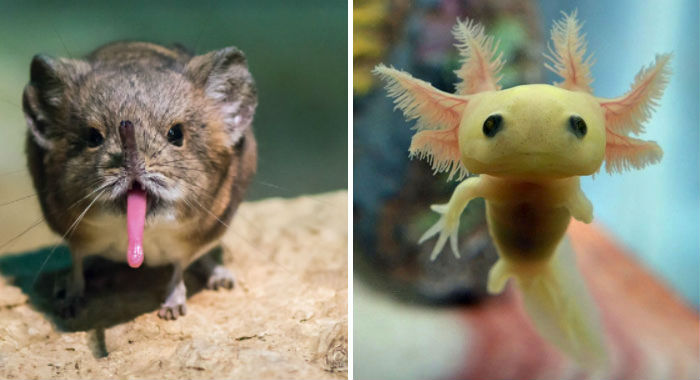 Детеныши редких животных, которых вы вряд ли видели - похожая новость на Toplenta