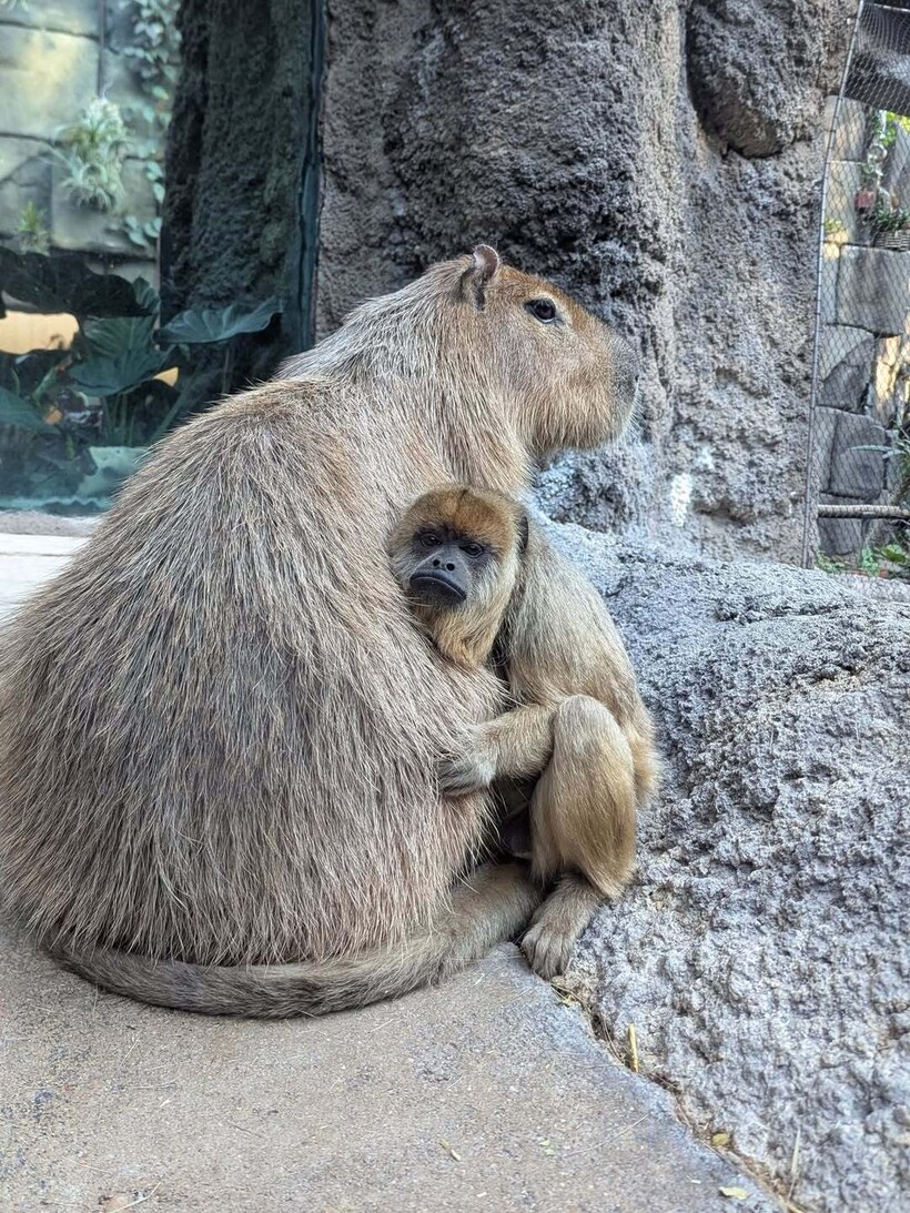 Капибара и обезьянка стали лучшими подружками в американском зоопарке - свежие новости на Toplenta по теме ств