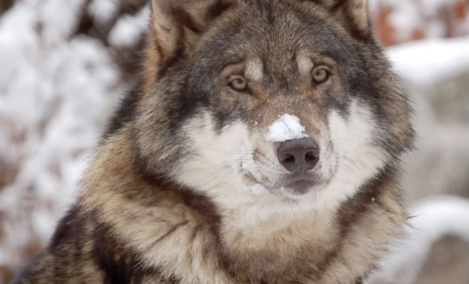 Лесник 3 дня завоевывал доверие волка: потом подошел и выручил из ледяного плена - свежие новости на Toplenta по теме доверие