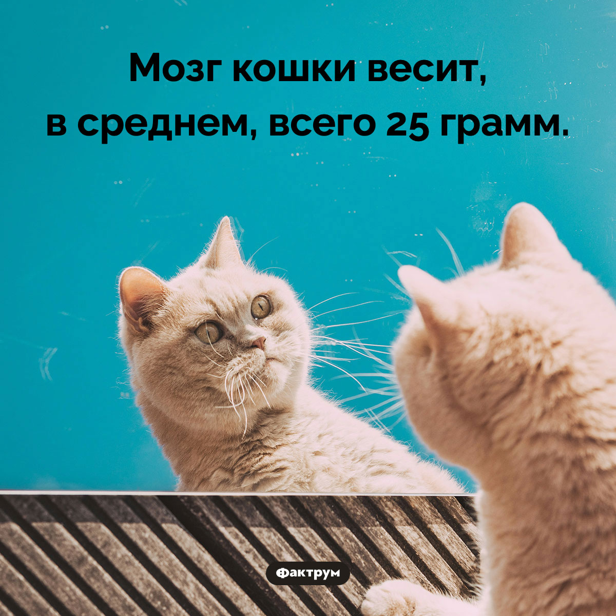 У кошек очень маленький мозг - свежие новости на Toplenta по теме 15.11.2022