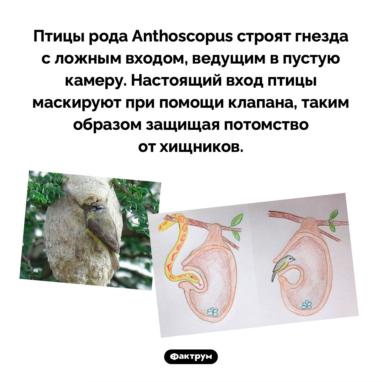 Гнезда с ложным входом - свежие новости на Toplenta