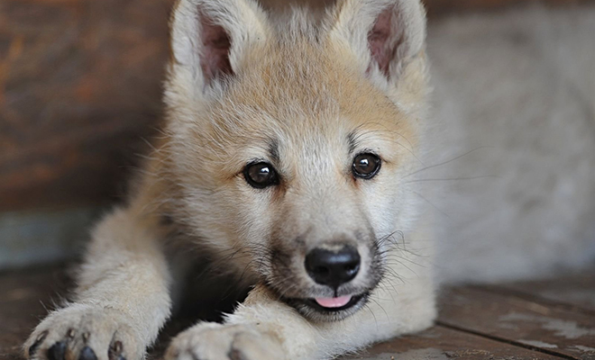 Семья взяла домой собаку из приюта, а через несколько месяцев поняла, что растит дома настоящего лесного волка - свежие новости на Toplenta по теме общество