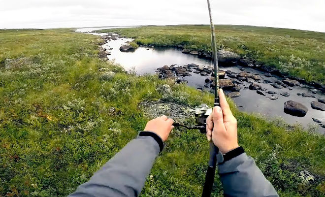Ручей кишащий рыбой: рыбалка в тундре - свежие новости на Toplenta по теме тундра