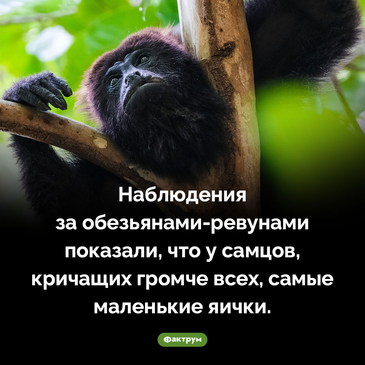 О чём кричит обезьяна-ревун - похожая новость на Toplenta