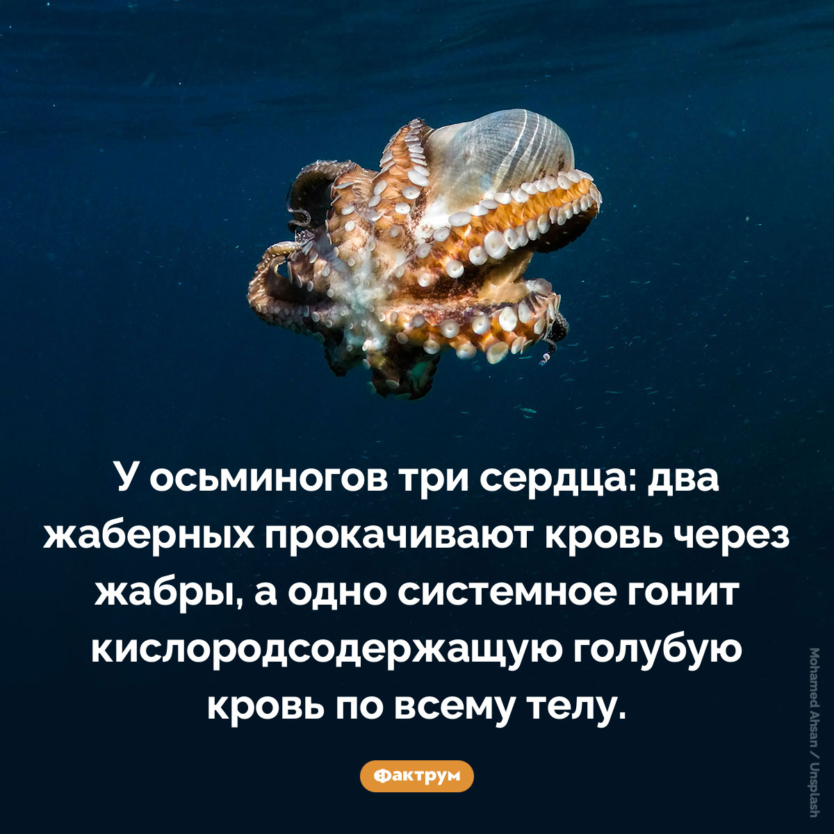 У осьминогов три сердца - похожая новость на Toplenta