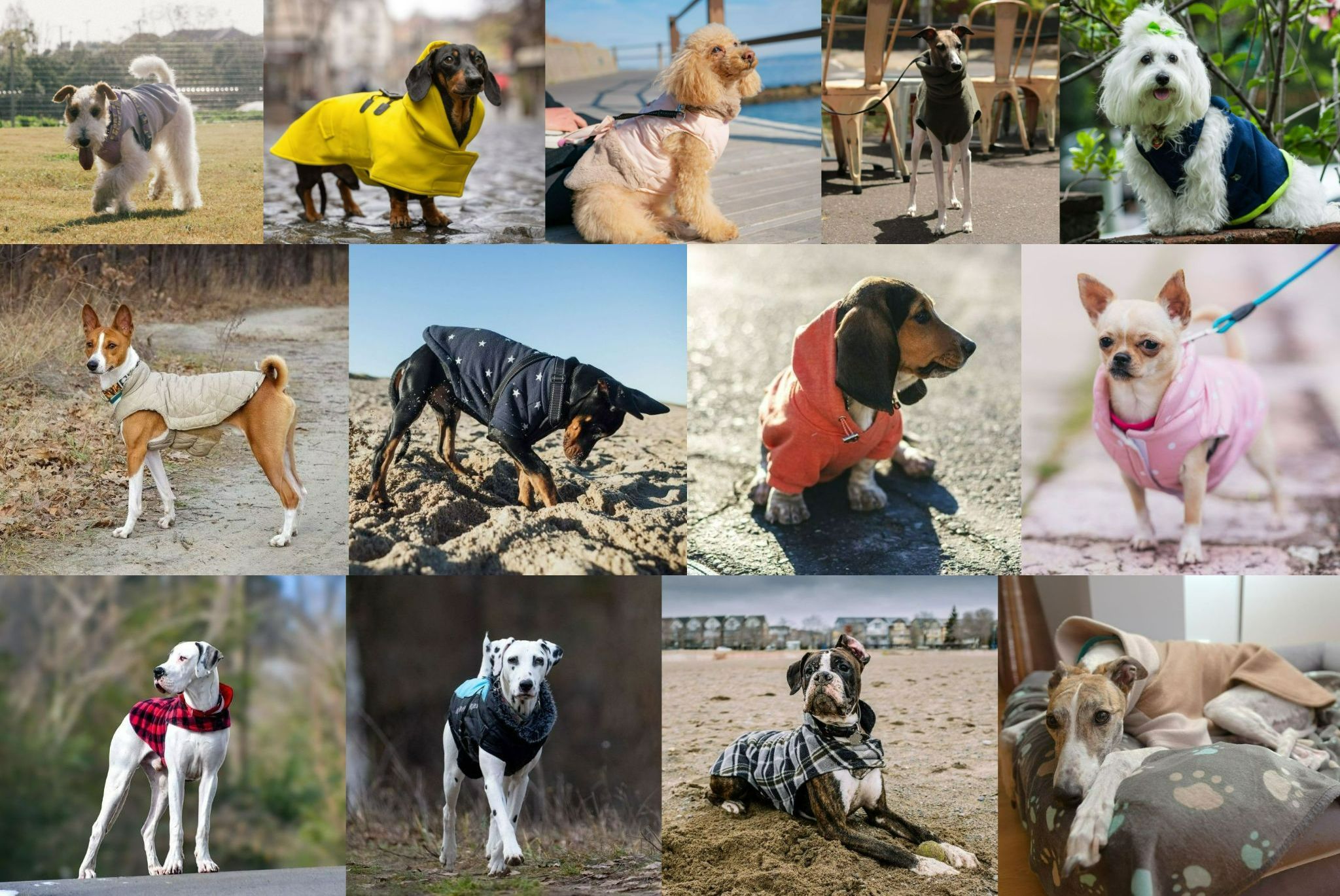 13 пород собак, которым необходима зимняя куртка для защиты от холода - похожая новость на Toplenta