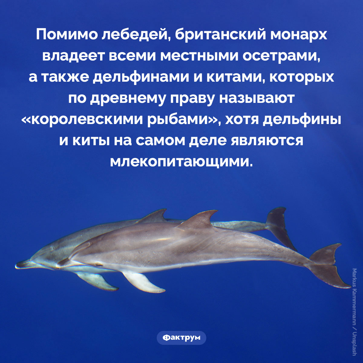 Королевские рыбы - свежие новости на Toplenta