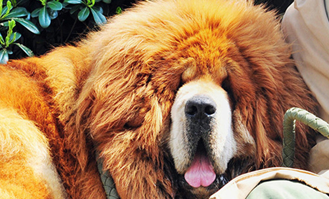 В Китае собаку продали дороже цены элитного особняка. Как выглядит мастиф за два миллиона долларов - свежие новости на Toplenta по теме общество