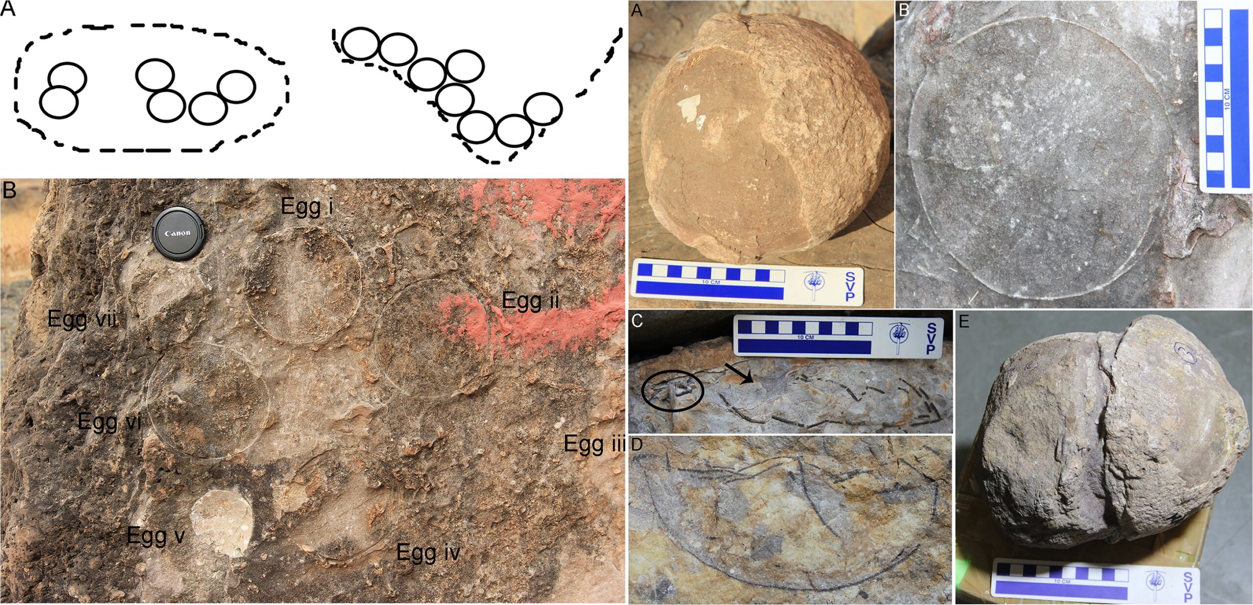 Священные камни Шивы в Индии оказались яйцами динозавров: вот это открытие! - свежие новости на Toplenta по теме онтология