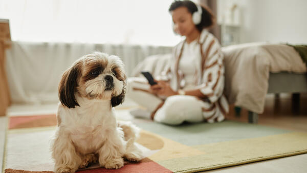 Подходящие маленькие породы собак для содержания в городской квартире: топ-9 вариантов - свежие новости на Toplenta по теме ИТ