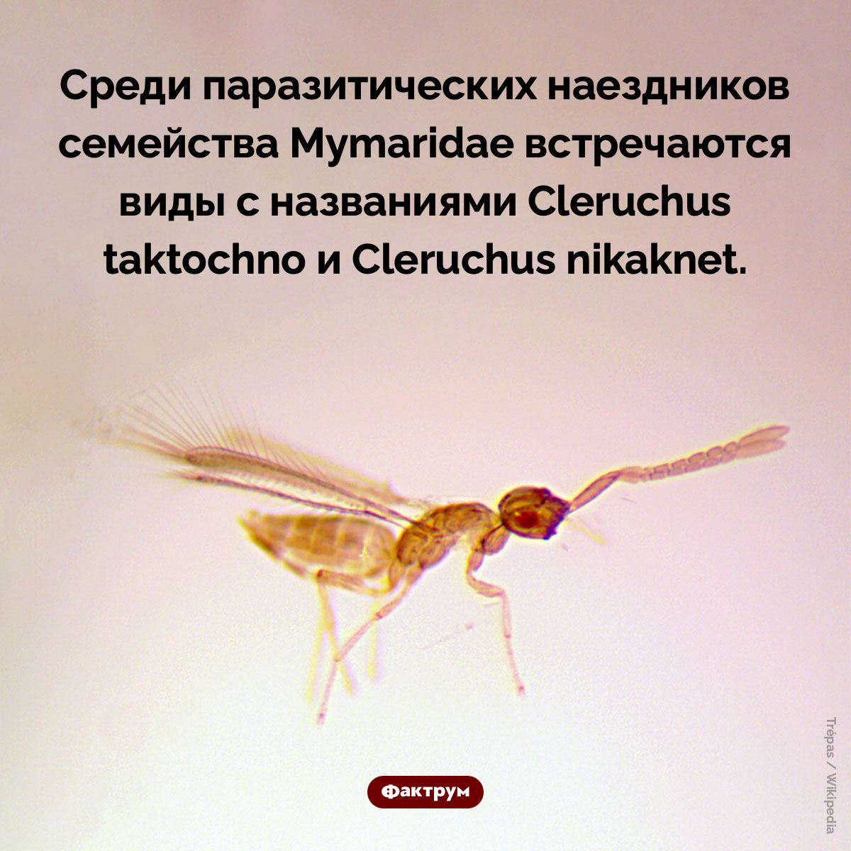 Необычные названия у наездников: Taktochno и Nikaknet - свежие новости на Toplenta по теме Пара