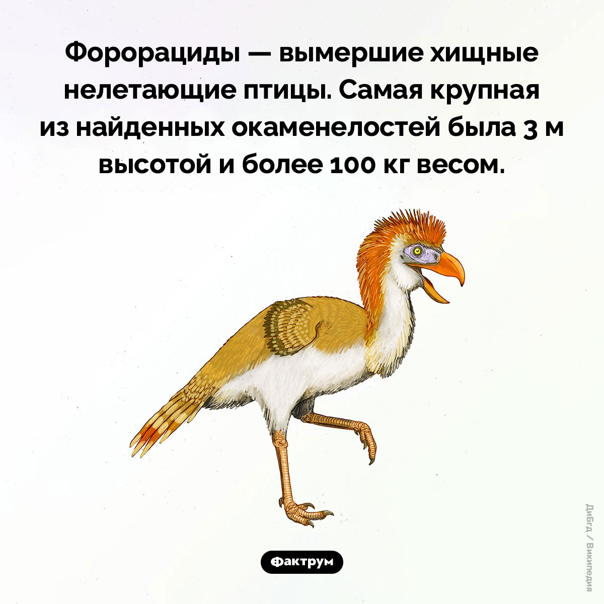 Вымершие хищники неба: кто такие форорациды? - похожая новость на Toplenta