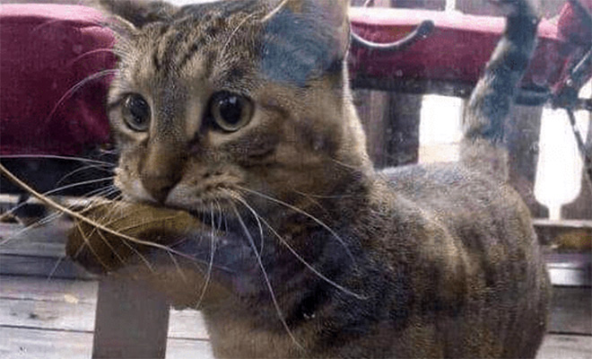 Кошка увидела как люди платят за рыбу в магазине и теперь каждый день приносит вместо денег листик - свежие новости на Toplenta по теме Джон харрис