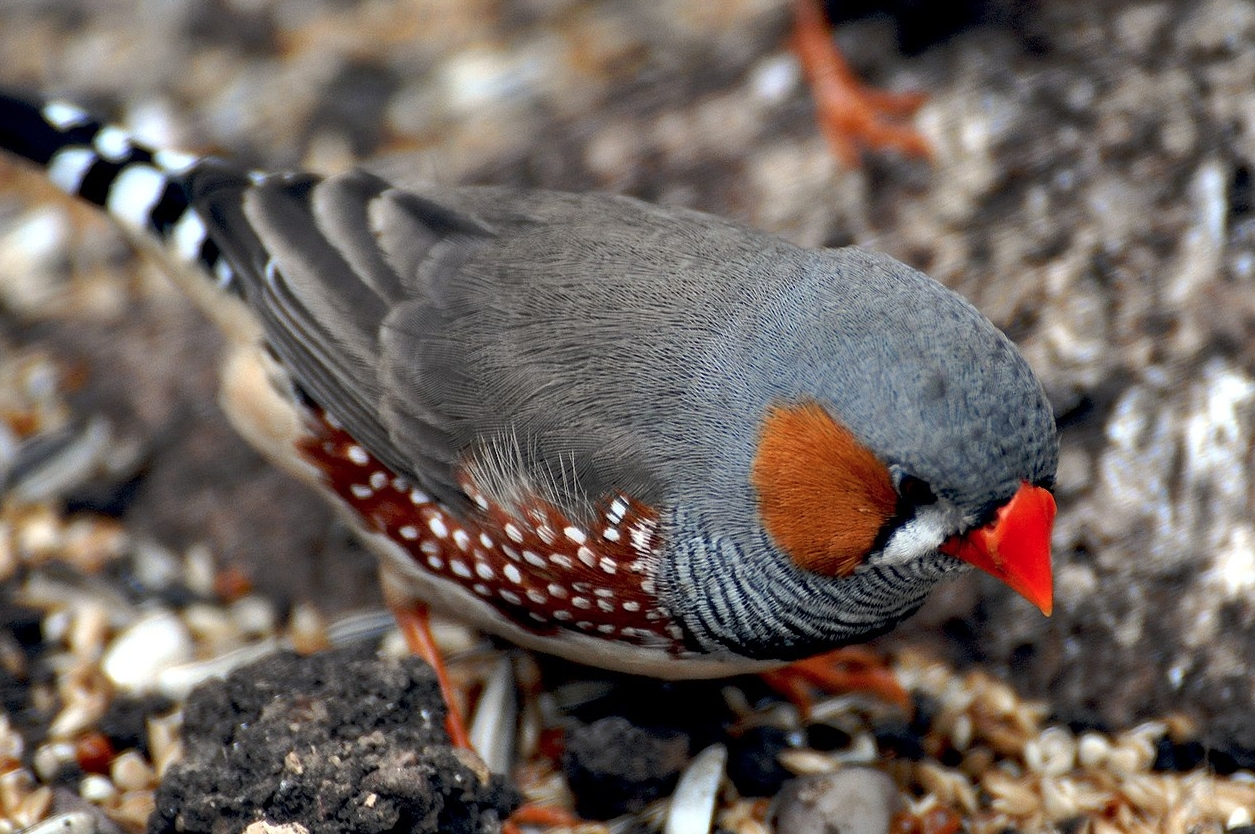 Почему птицы поют именно на рассвете? - похожая новость на Toplenta