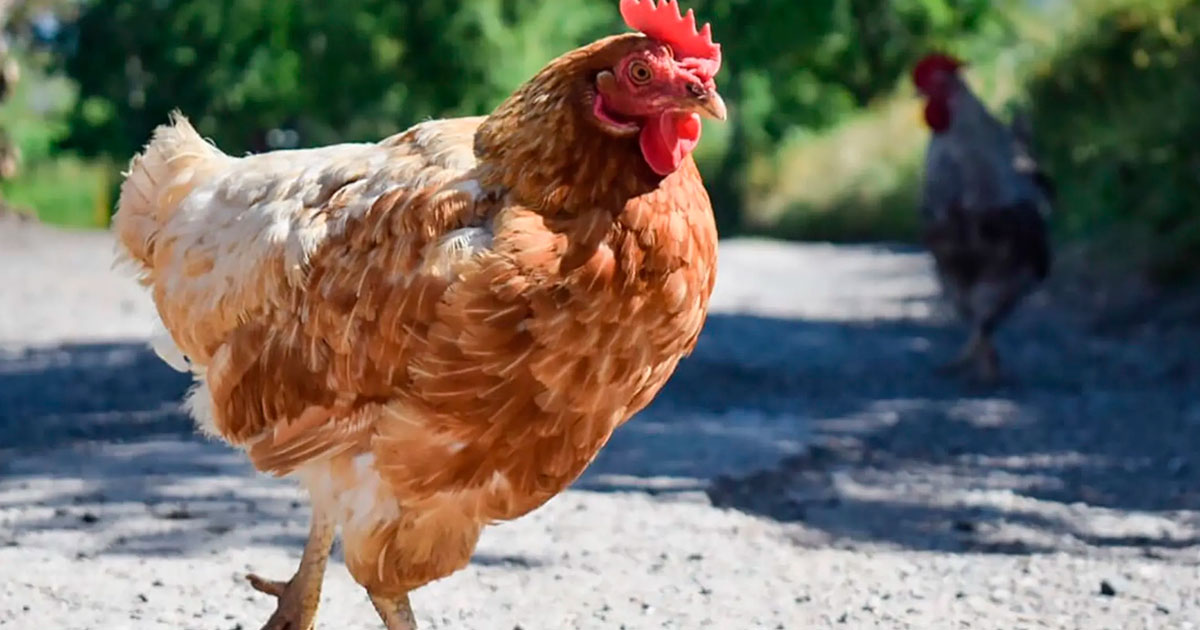 Одичавшие куры стали причиной проблем для жителей британского острова в 2019 году - похожая новость на Toplenta