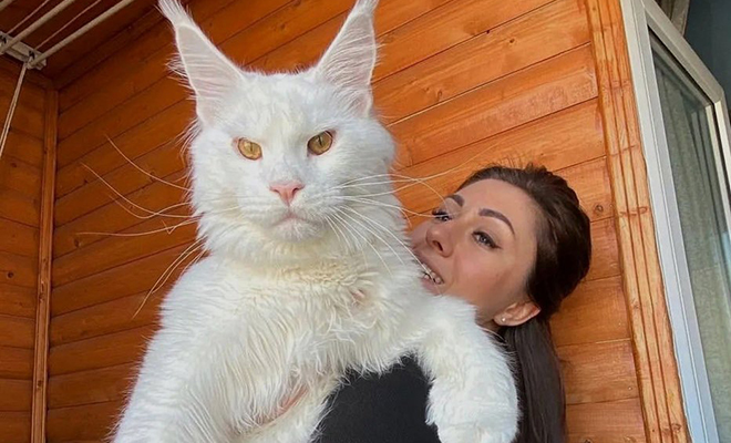 Женщина купила котенка, но он вырос больше волка и рычит по ночам - свежие новости на Toplenta по теме общество