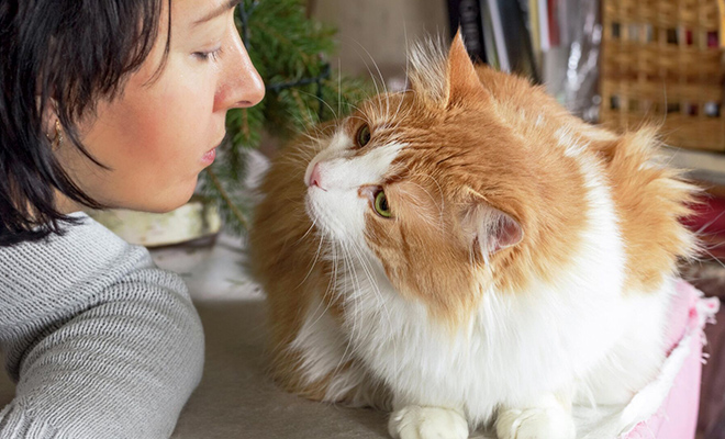 Зоологи выяснили, каких людей кошки любят больше других и почему - свежие новости на Toplenta