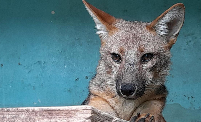 Семья купила собаку, а через два месяца в ней заподозрили лису, когда у соседей стали пропадать куры - свежие новости на Toplenta по теме общество