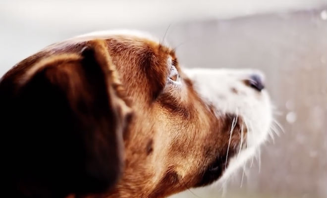 Собака смотрела в окно три раза в день, вглядываясь в соседний дом - свежие новости на Toplenta по теме общество