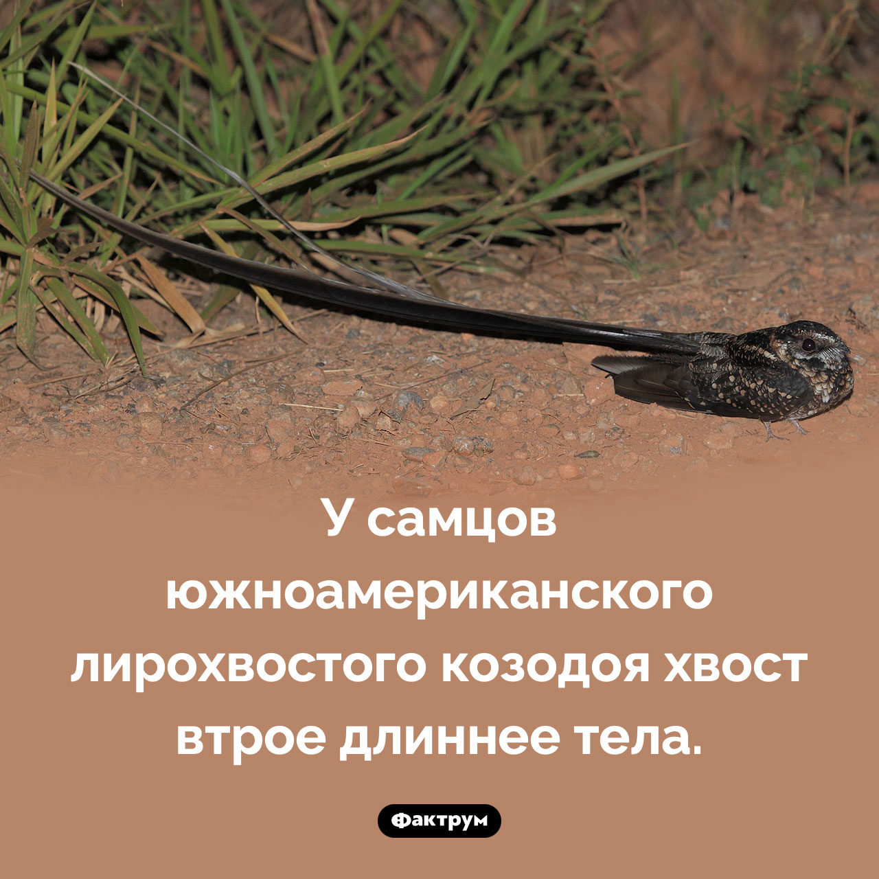 Очень хвостатая птица - похожая новость на Toplenta