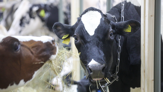 В развитие молочного скотоводства в новых регионах могут вложить 7 млрд рублей - Животные на Toplenta