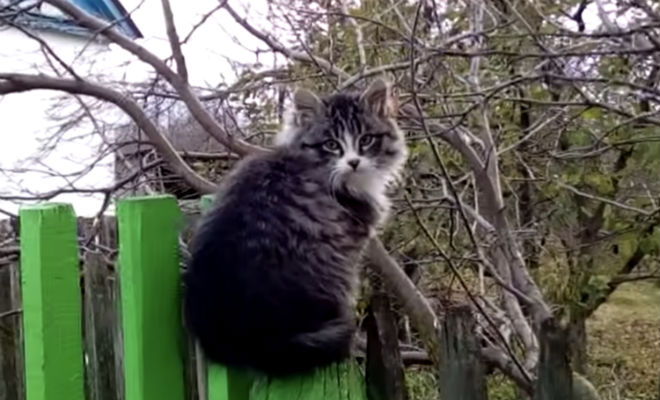 Котенок вышел на мышей и крыс - похожая новость на Toplenta