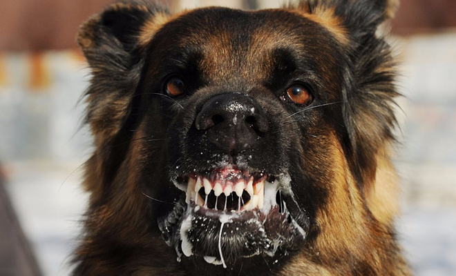 Что делать если напала собака: советы спецназовца - похожая новость на Toplenta