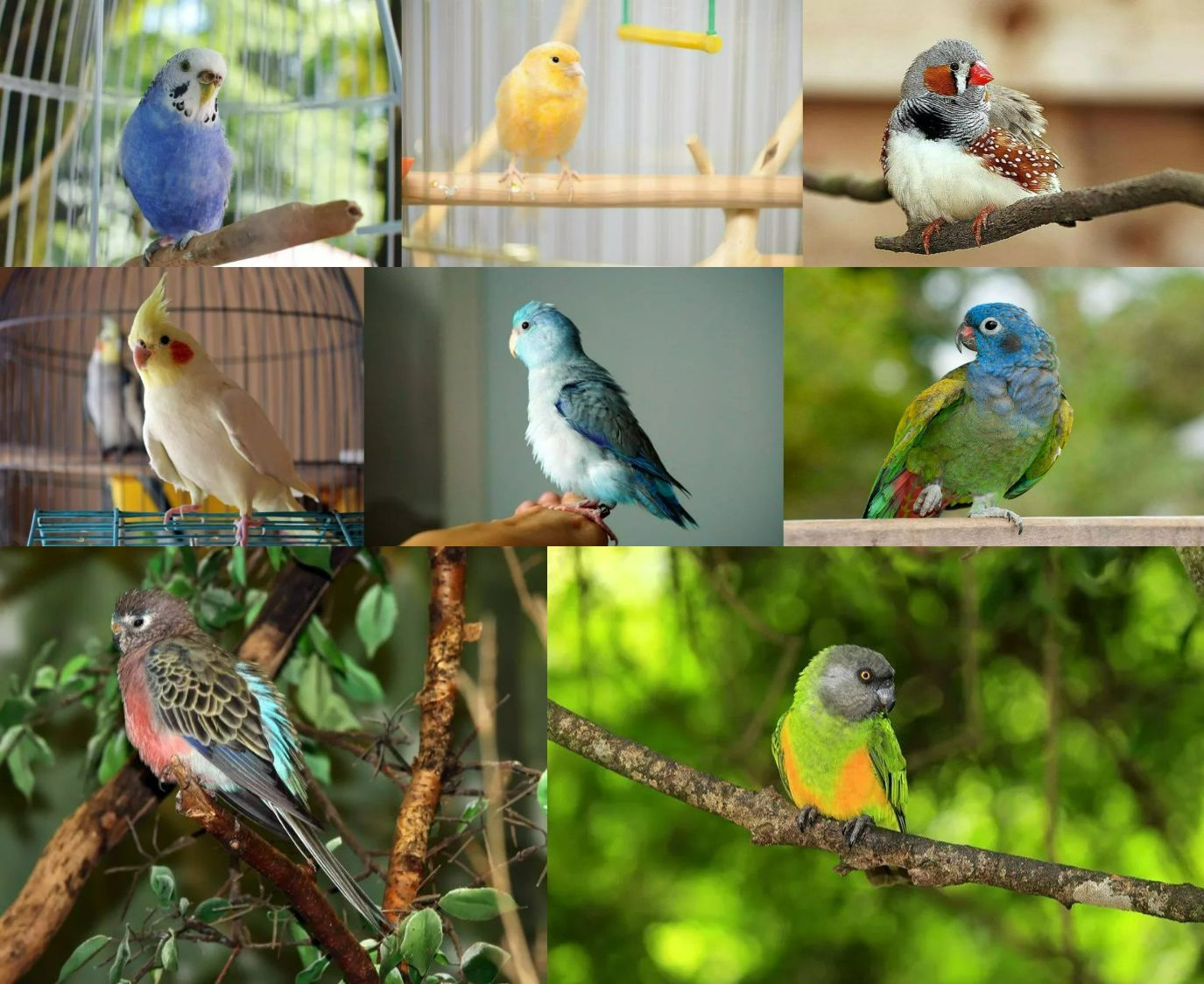 8 лучших птиц для содержания в квартире: тихие и простые в уходе - похожая новость на Toplenta