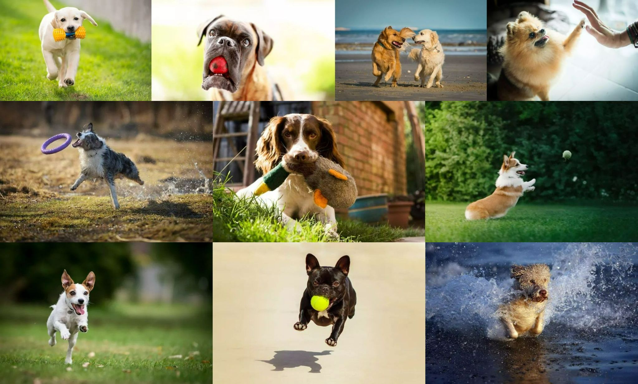 10 самых игривых пород собак: подборка для семьи и детей - похожая новость на Toplenta