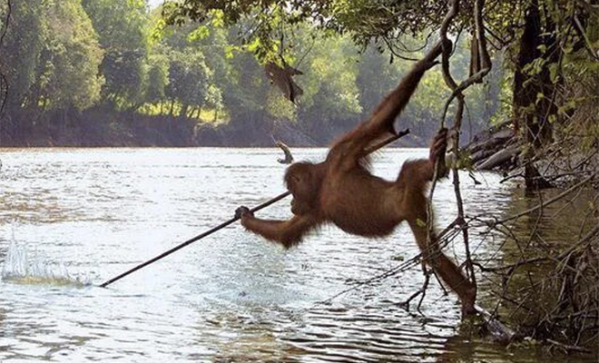 Обезьяна на Борнео неделю наблюдала за рыбаками, а потом взяла копье и стала с помощью него ловить рыбу - свежие новости на Toplenta по теме сми