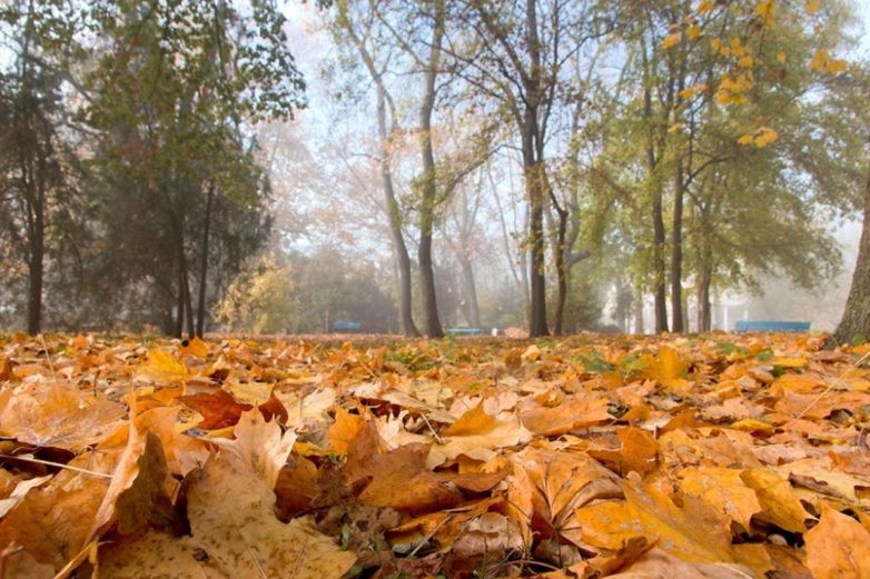 Дела, которые нужно успеть сделать на даче до декабря - свежие новости на Toplenta по теме Павел дуров