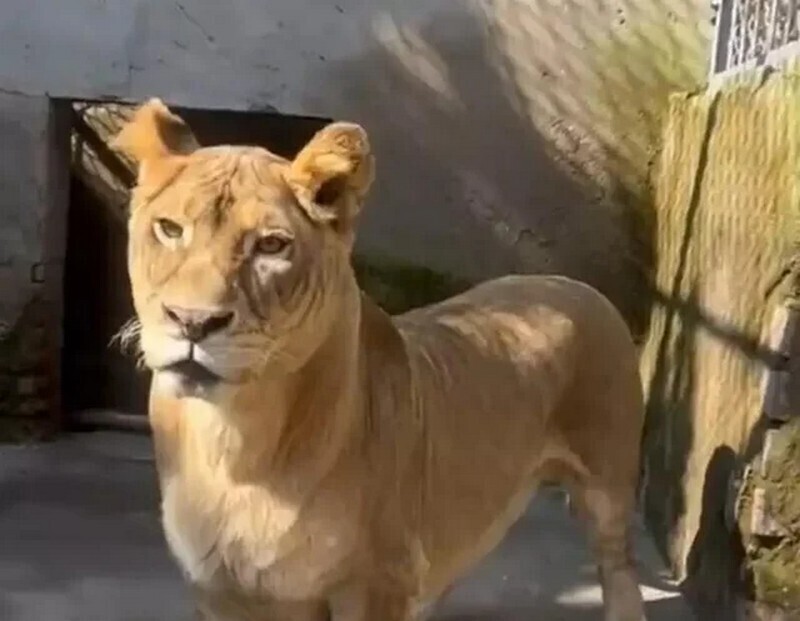Лев с короткими лапами из китайского зоопарка покорил социальные сети - похожая новость на Toplenta