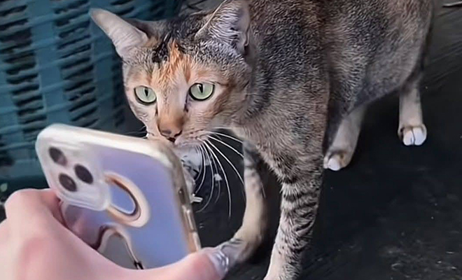 Женщина показала фото пропавшего кота уличным кошкам и через день питомец вернулся домой - свежие новости на Toplenta по теме общество