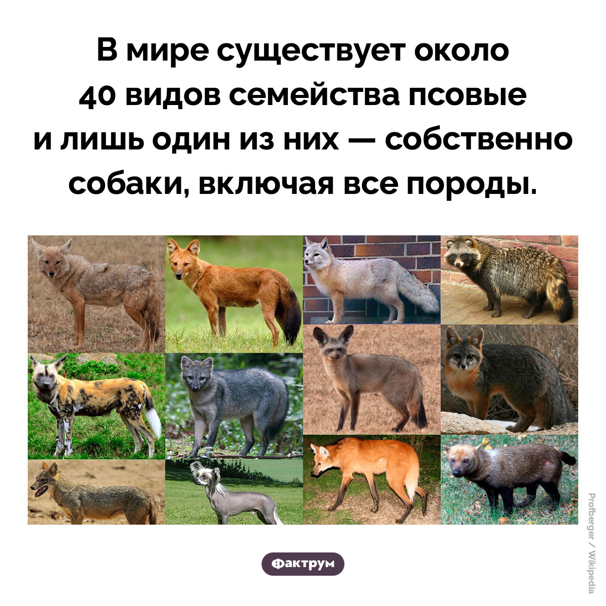 Семейство псовые - похожая новость на Toplenta