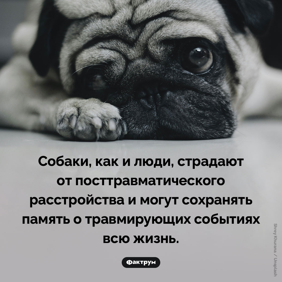 ПТСР у собак - похожая новость на Toplenta