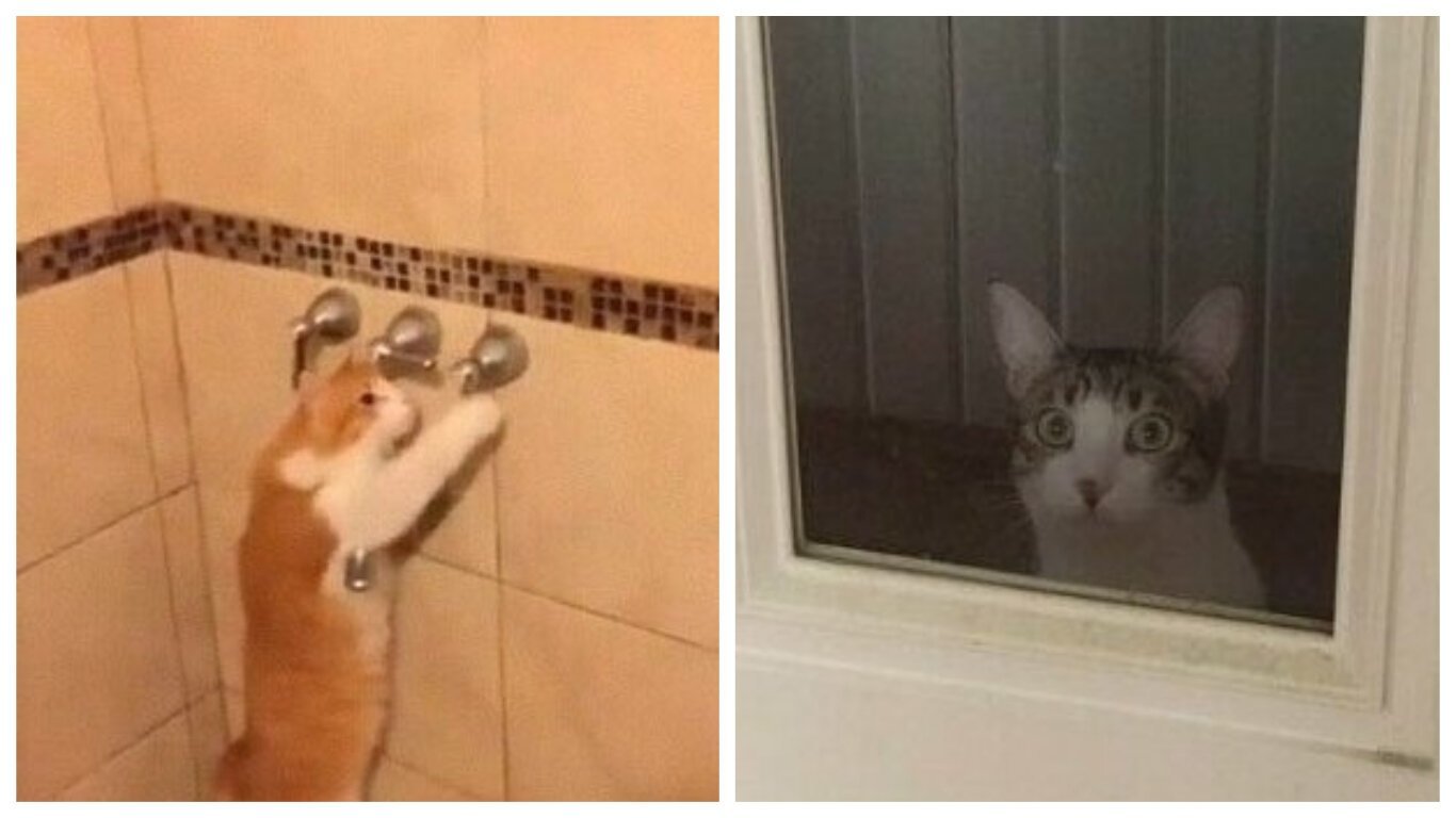 30 странных кошачьих привычек, которые для них в порядке вещей - похожая новость на Toplenta