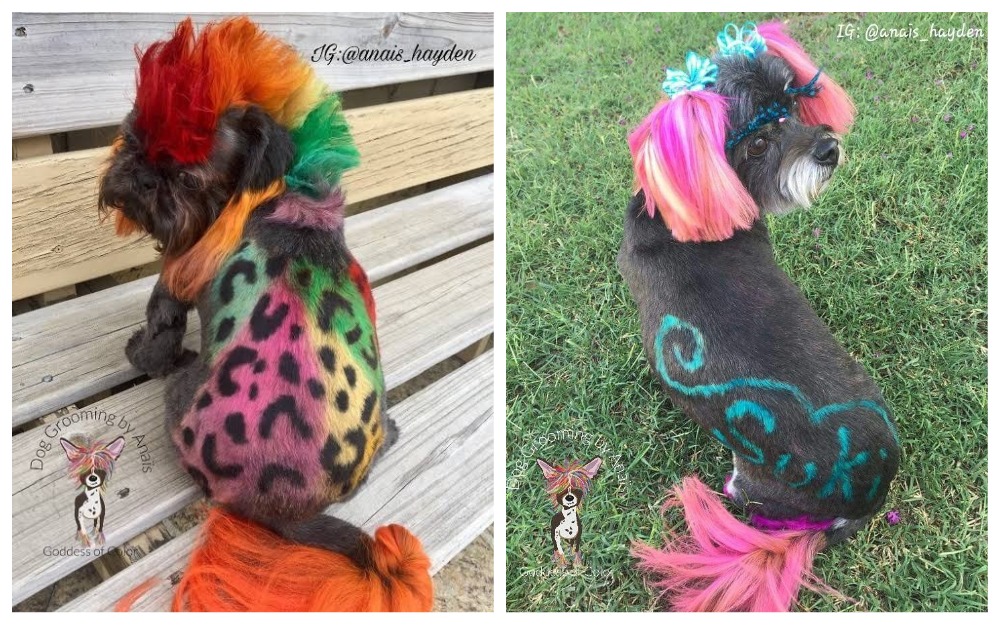 Из мопса в тигра: преображение домашних любимцев до неузнаваемости - свежие новости на Toplenta по теме Псы