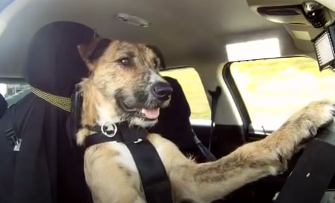 Странное поведение животных сняли на камеру: законы природы дают сбои - свежие новости на Toplenta по теме РАН