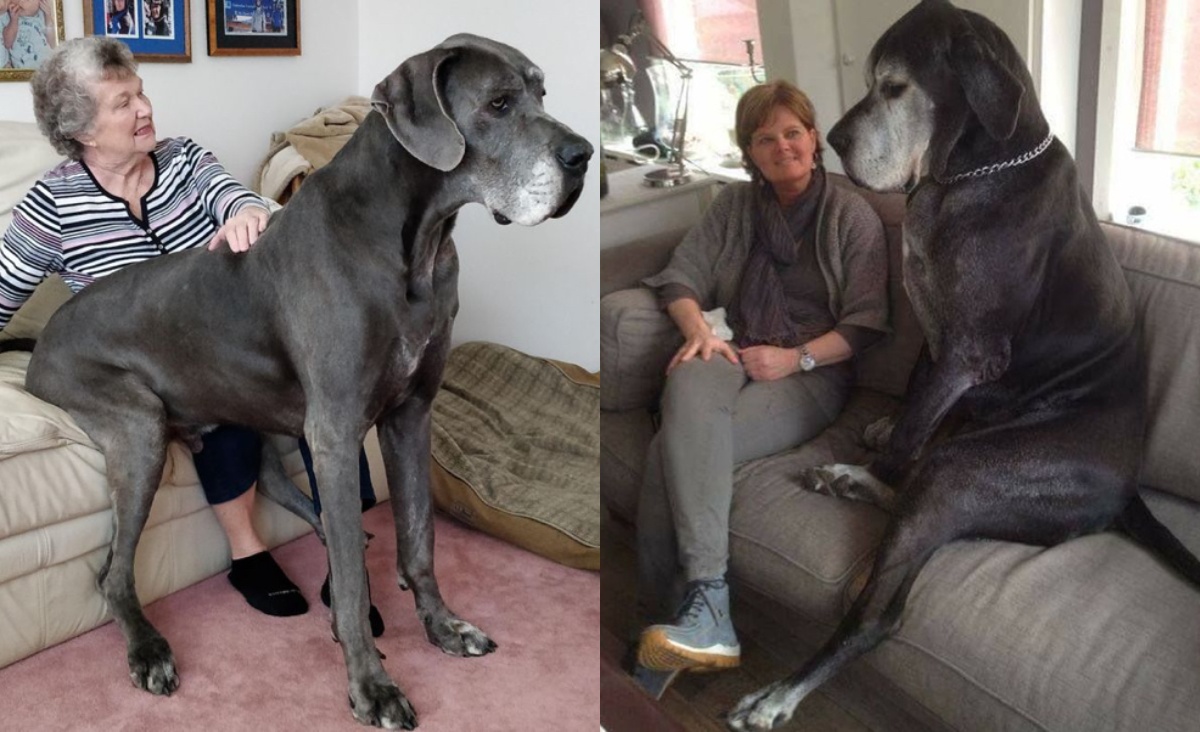 22 фото ну очень больших животных, которые забыли, что они большие - похожая новость на Toplenta