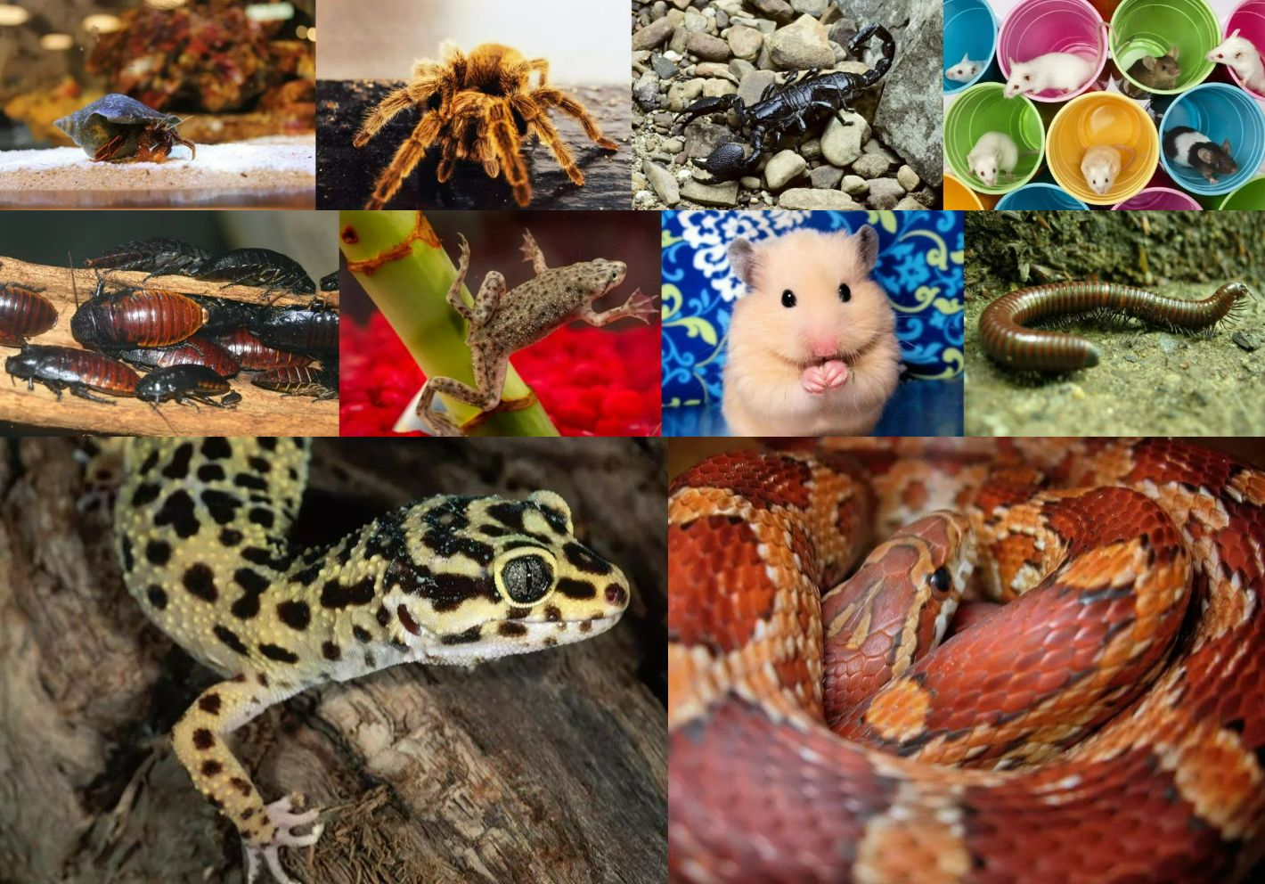 Экзотические животные, комфортно живущие в небольших квартирах - похожая новость на Toplenta